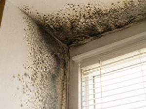 Black mold growth spreading across a wall and ceiling beside a sunlit window